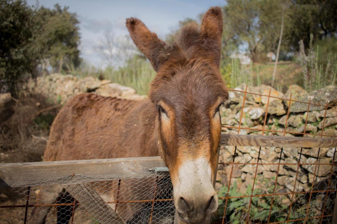 Alojamiento Rural Camino Beturia Cabeza la Vaca Esterno foto